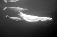 Beluga Whales