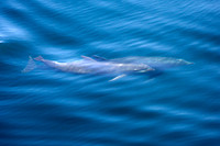 Bottlenose Dolphins